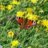 Miss_Butterfly